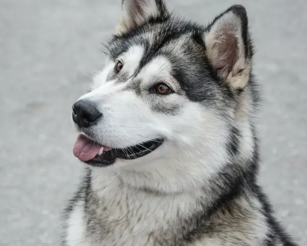 Piękny pies podobny do husky z brązowymi oczami i wyrazistą, czarno-białą sierścią, z językiem na wierzchu.
