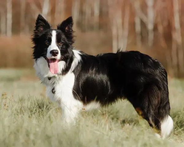 Inteligentny border collie, gotowy do pracy i tresury, stoi na łące.