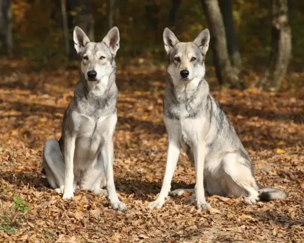 Dwa wilki, podobne do psów, siedzą na jesiennych liściach w lesie.
