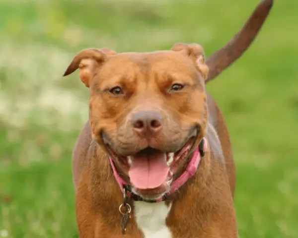 Uśmiechnięty brązowy pitbull w różowej obroży, z językiem na wierzchu. Czy pitbull jest groźny? Ten piesek wygląda na bardzo przyjaznego!