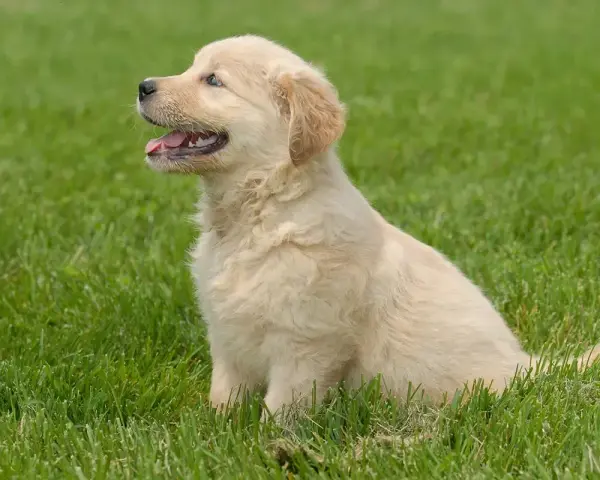 Uroczy szczeniak golden retriever siedzi na trawie. Czy golden retriever może mieszkać na dworze? Ten maluch wygląda na szczęśliwego na świeżym powietrzu!