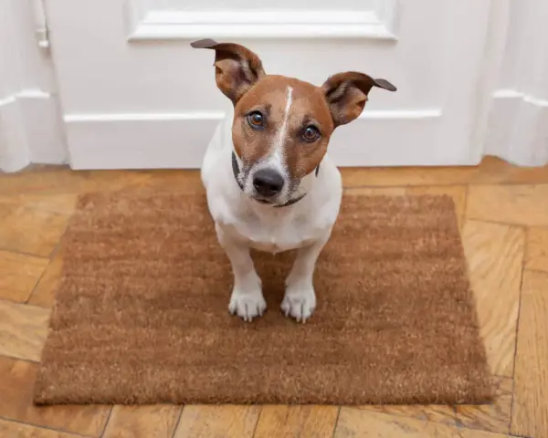 Jack Russell na wycieraczce, czekający na dźwięki. Proces odwrażliwiania psa na dźwięki wymaga cierpliwości.