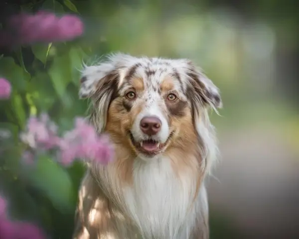 Piękny pies rasy Aussie z charakterystycznym umaszczeniem merle, otoczony kwitnącymi krzewami.