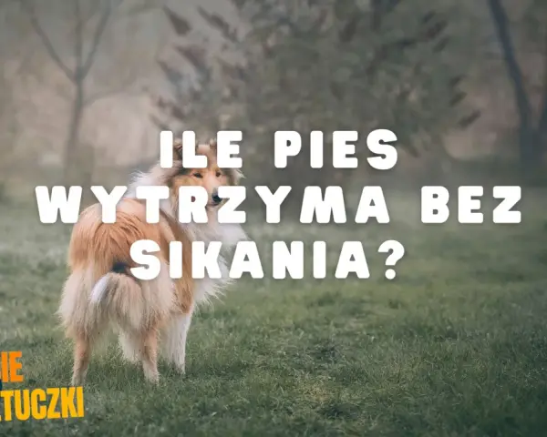 Pies rasy collie na trawie, z napisem "ILE PIES WYTRZYMA BEZ SIKANIA?".