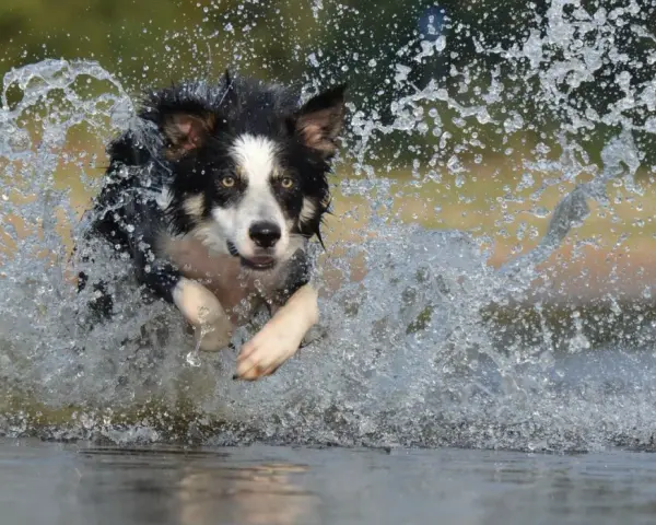 Rasa psa collie w pełnym biegu przez wodę, tworząc kaskadę bryzgów.