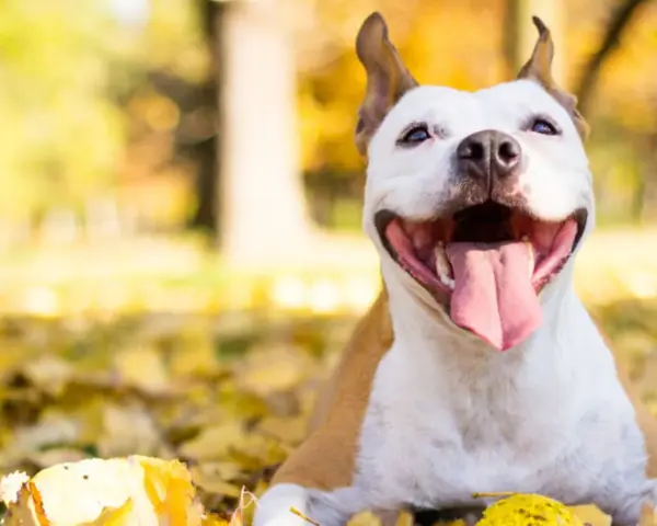Uśmiechnięty pies rasy pitbull leży wśród jesiennych liści, ciesząc się ciepłym słońcem.