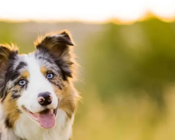Piękny border collie z niebieskimi oczami, zadowolony i gotowy do zabawy. Zastanawiasz się, ile powinien jeść border collie?