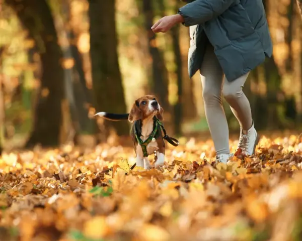 Jesienny spacer. Beagle wpatrzony w rękę opiekuna, zastanawia się, dlaczego pies chodzi za mną krok w krok.