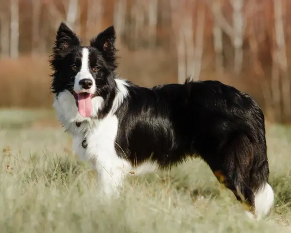 Piękny border collie w trawie, z językiem na wierzchu. Ile żyje border collie? Średnio 10-17 lat.