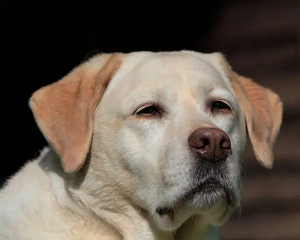 Uroczy labrador, idealny labrador dla dzieci, patrzy w dal z zaciekawieniem.