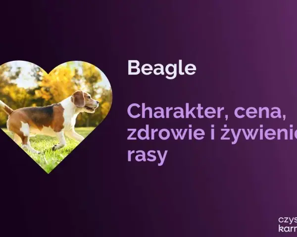 Radosny beagle piesek w sercu, biegnie po trawie. Informacje o rasie beagle: charakter, zdrowie, żywienie.