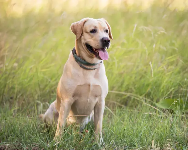 Uroczy, beżowy labrador siedzi na trawie. Zastanawiasz się, ile kosztuje labrador? Ten przyjacielski piesek jest gotowy na przygodę!