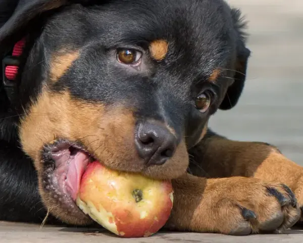 Szczeniak rottweilera gryzie jabłko, sprawdzając, czy pies może jeść jabłko.