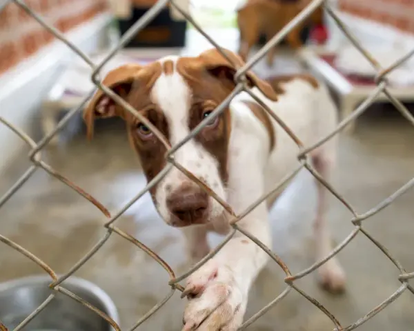 Małe pieski ze schroniska tęsknią za domem. Ten brązowo-biały maluch patrzy zza kraty, mając nadzieję na adopcję.