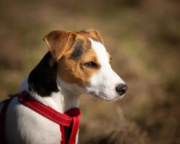 Uważny jack russel w czerwonej obroży, z zaciekawieniem obserwuje otoczenie.