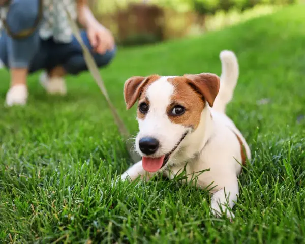 Szczeniak Jack Russell Terrier leży na trawie, ucząc się jak socjalizować szczeniaka. W tle widać osobę na kolanach.