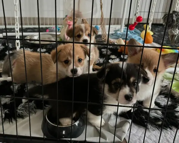 Urocze szczenięta corgi w klatce. Jak przyzwyczaić psa do klatki? Te maluchy już się aklimatyzują, otoczone zabawkami i wygodnym posłaniem.
