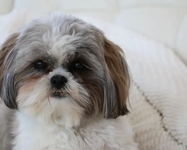 Uroczy piesek rasy shih tzu, którego historia sięga starożytnych Chin, z puszystą sierścią i łagodnym spojrzeniem.