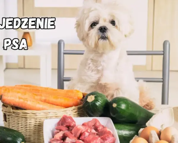 Biały piesek czeka na pyszne, domowe jedzenie dla psa: mięso, marchewki, cukinia i jajka.