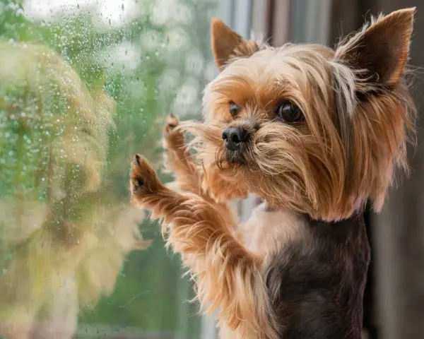 Yorkshire terrier z tęsknotą patrzy przez zaparowane okno. Czy lęk separacyjny u psa mija, gdy czeka na powrót właściciela?