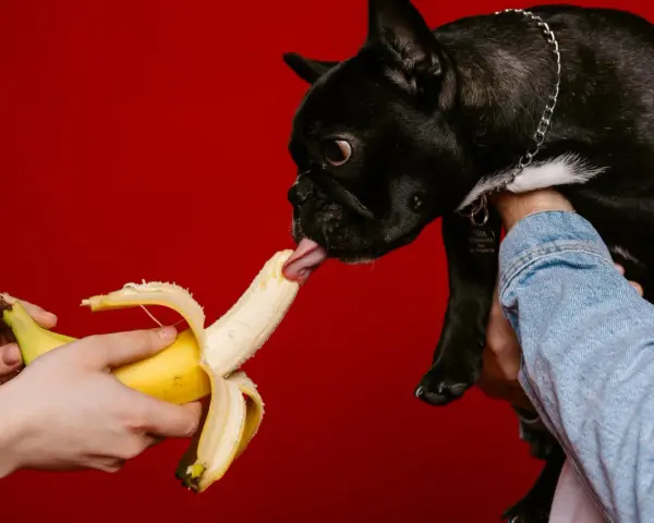 Czarny buldog francuski z językiem sięga po banana, sprawdzając, czy pies może jeść banana.