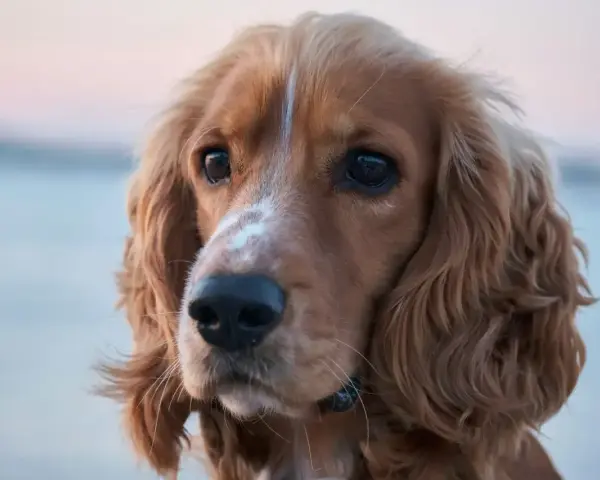 Uroczy cocker spaniel amerykański z błyszczącymi oczami i falującą sierścią.
