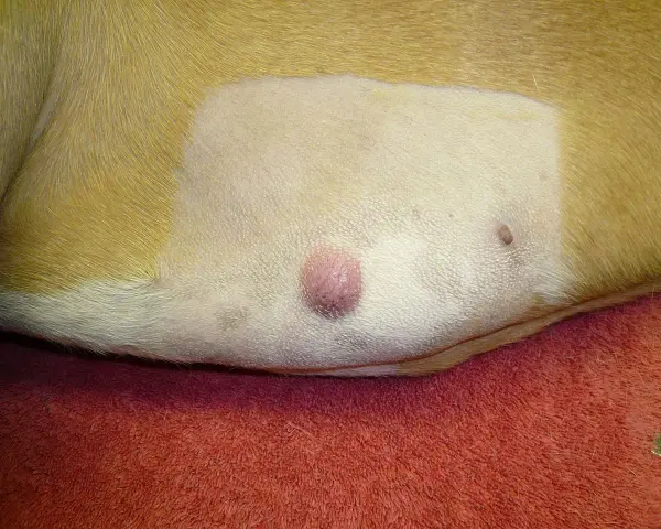 Widoczny mastocytoma u psa, różowy guzek na skórze, obok mniejsza zmiana.