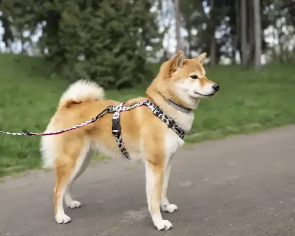 Shiba inu na spacerze, gotowy do nauki i zabawy. Wychowanie tego psa to czysta przyjemność.