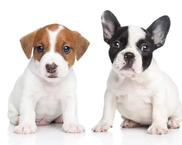 Dwa szczenięta: jeden piesek rasy Jack Russell Terrier, drugi piesek rasy buldog francuski. Oba siedzą na białym tle, patrząc wprost.