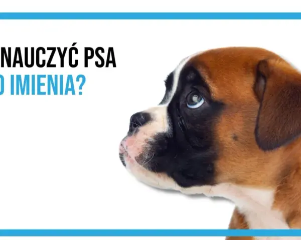 Uroczy szczeniak boksera słucha uważnie. Dowiedz się, jak nauczyć psa reagować na imię, by wasza więź była silniejsza.