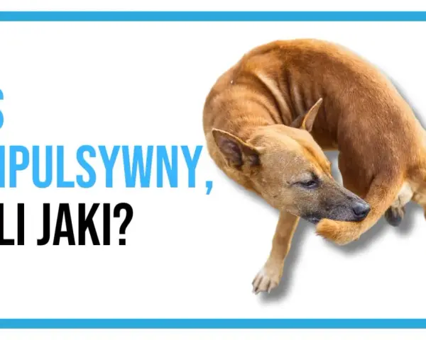 Pies kompulsywny, czyli jaki? Brązowy pies gryzie sobie łapę, co może świadczyć o zachowaniach kompulsywnych u psa.
