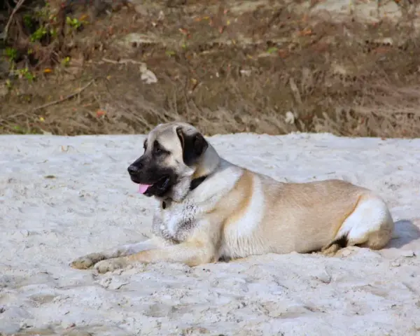 Duży kangal leży na piaszczystej plaży, jego imponujący wzrost i potężna budowa ciała robią wrażenie.