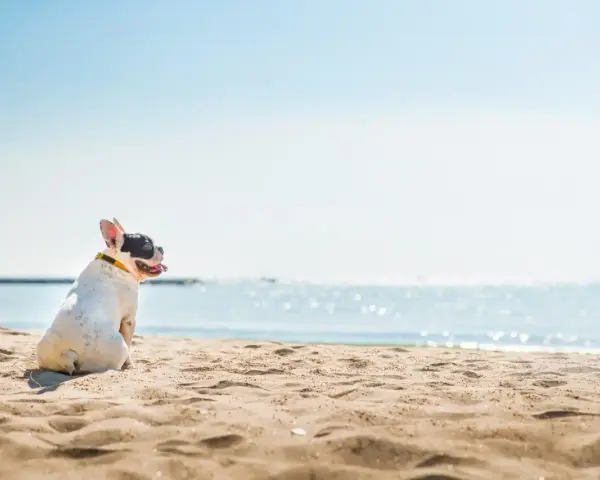 Francuski buldog cieszy się wakacjami z psem nad morzem, siedząc na piaszczystej plaży i patrząc na błękitną wodę.