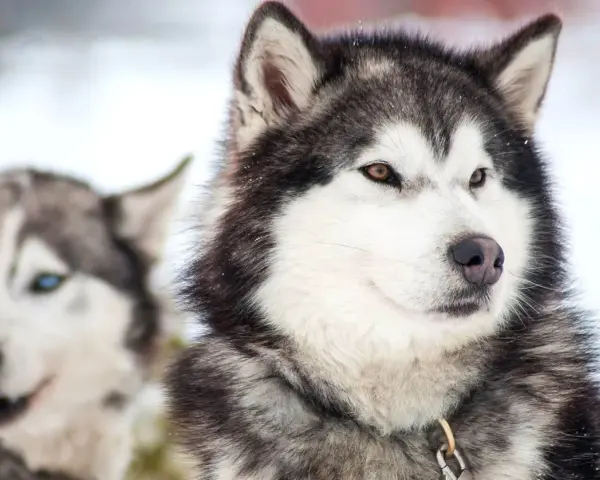 Dwa husky na śniegu. Jeden ma bursztynowy kolor oczu, drugi niebieskie.