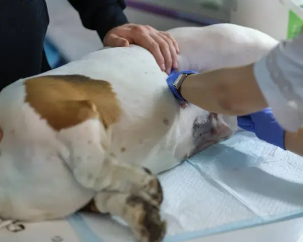 Weterynarz wykonuje sterylizację suki. Pies leży na stole zabiegowym, a lekarz w rękawiczkach zajmuje się jego brzuchem.
