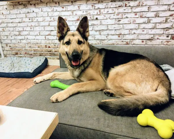 Uśmiechnięty owczarek niemiecki czeka na adopcję, leżąc na kanapie z zieloną zabawką.