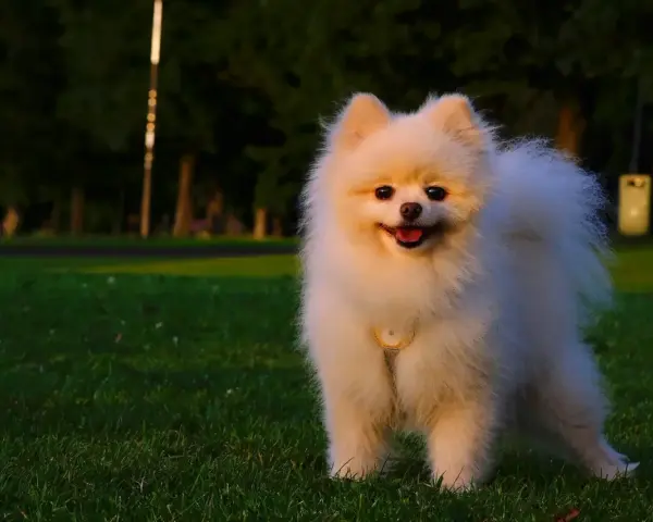 Puszysty pomeranian z obrożą, idealna waga dla tej rasy, stoi na trawie w parku.