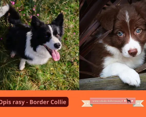 Uroczy szczeniak border collie brązowy z niebieskimi oczami ukryty wśród liści. Obok dorosły pies tej rasy.