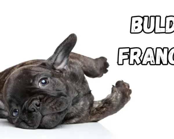 Uroczy buldog francuski leży na plecach, wyciągając łapki.