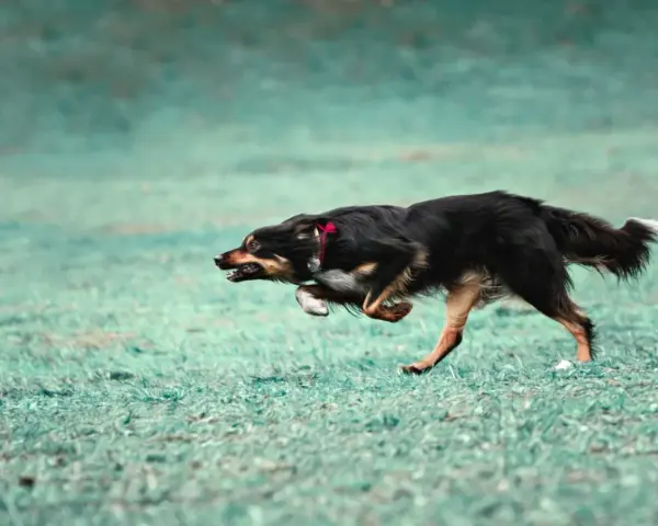 Pies w szaleńczym pędzie, doświadczający **zoomies u psa**. Widać jego radość i energię podczas biegu po zielonej trawie.