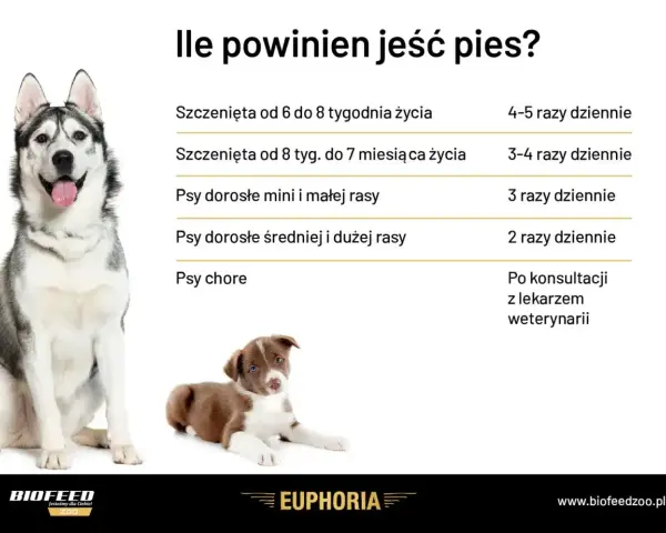 Tabela pokazuje zapotrzebowanie kaloryczne psa w zależności od wieku i rasy. Dorosłe psy średnich i dużych ras jedzą 2 razy dziennie.