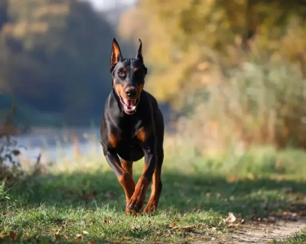 Czarny doberman z rudymi znaczeniami pędzi przez trawiasty teren. Jego charakterystyczne doberman kolory podkreślają jego sylwetkę.