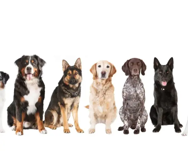 Siedem psów różnych ras, idealnych jako psy dla początkujących: australijski pies pasterski, bernardyn, owczarek niemiecki, golden retriever, pointer, czarny pies i dalmatyńczyk.