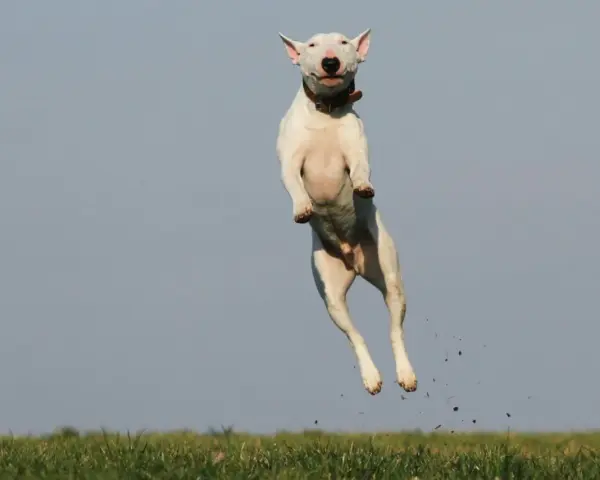 Biały bull terrier w skoku, z ziemią w locie. Czy pies może mieć ADHD? Ten energiczny skok sugeruje, że tak!