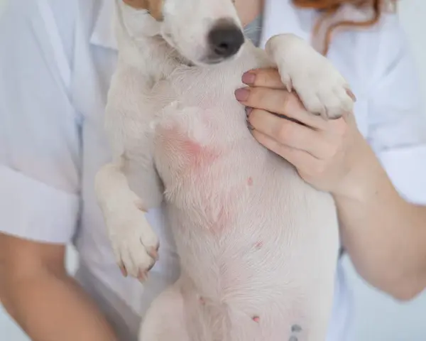 Weterynarz bada brzuch psa, na którym widoczne są zaczerwienienia i wypryski, wskazujące na świąd u psa.