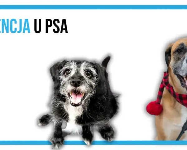 Dwa psy, jeden starszy, drugi młodszy, zmagają się z demencją u psa.