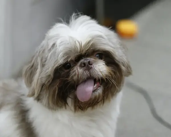 Uroczy shih tzu z wystawionym językiem, może potrzebuje pomocy z chorobami shih tzu?