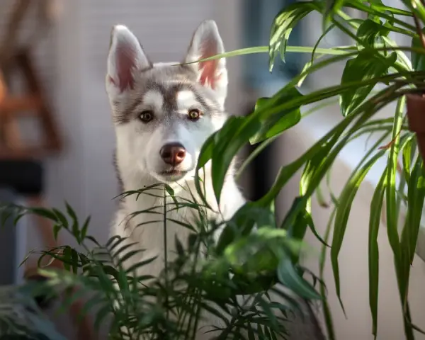 Słodki szczeniak husky ukrywa się za zielonymi liśćmi, być może zastanawiając się, jakich roślin nie lubią psy, aby ich nie zjeść.