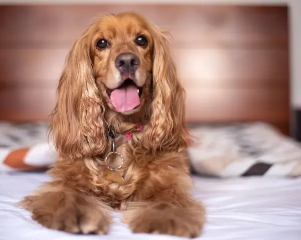Słodki cocker spaniel leży na łóżku, jego język wystaje. Zastanawiasz się, cocker spaniel ile żyje? Średnio 10-14 lat.
