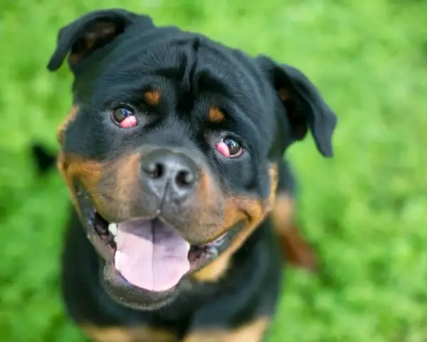 Rottweiler z zaczerwienionymi oczami, które przypominają wiśniowe oko u psa, patrzy w obiektyw z otwartym pyskiem na tle zielonej trawy.